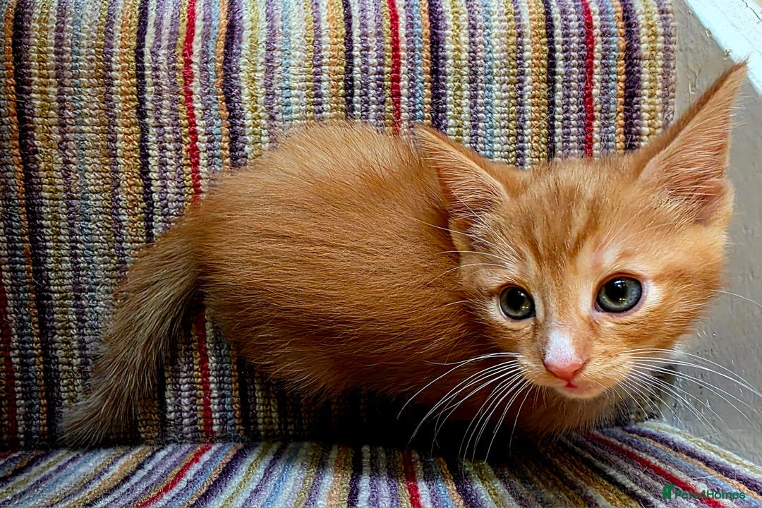 Mixed Breed cats for sale: 5 beautiful kittens for sale - Image 6