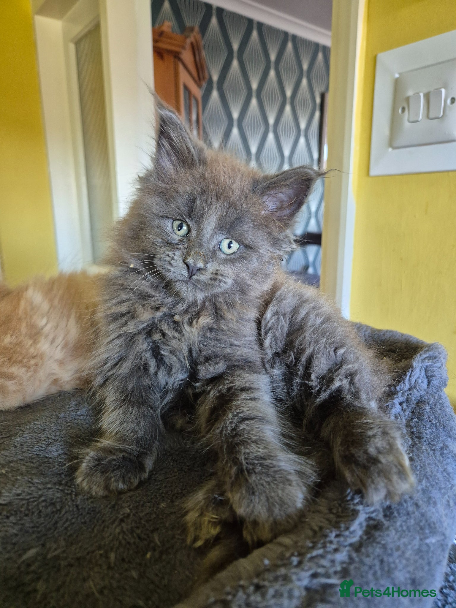 Maine Coon cats Tica Registered Kittens. 1 left - Advert 1