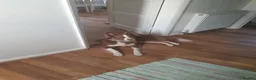 Border Collie dogs for sale: Brown Border Collie - Advert 5