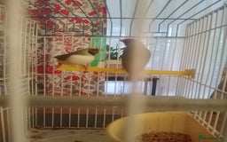Finches birds for sale: Gouldian finches for sale  - Image 10