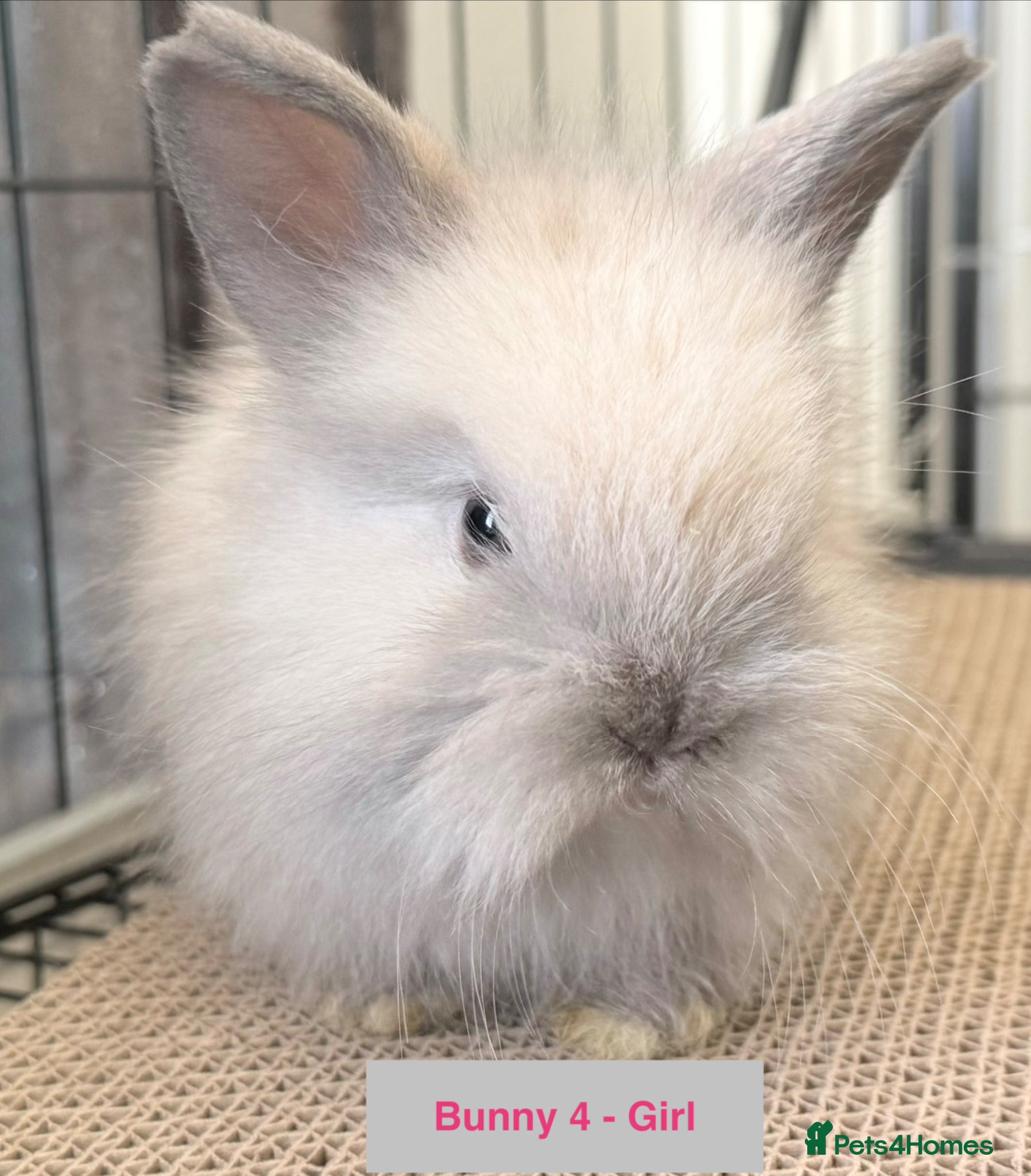 Lionhead rabbits Double Maned Lionheads Babies - Advert 1