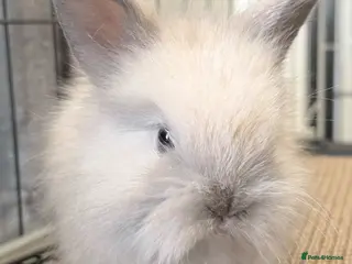 Lionhead rabbits Double Maned Lionheads Babies - Advert 1