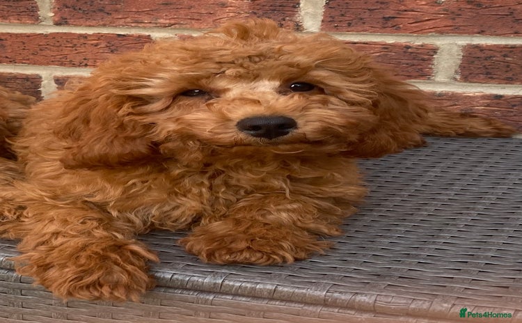 Maltipoo dogs - Advert 15