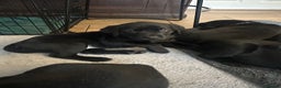 Labrador Retriever dogs for sale: Velvet black old English Labrador puppies  - Advert 10