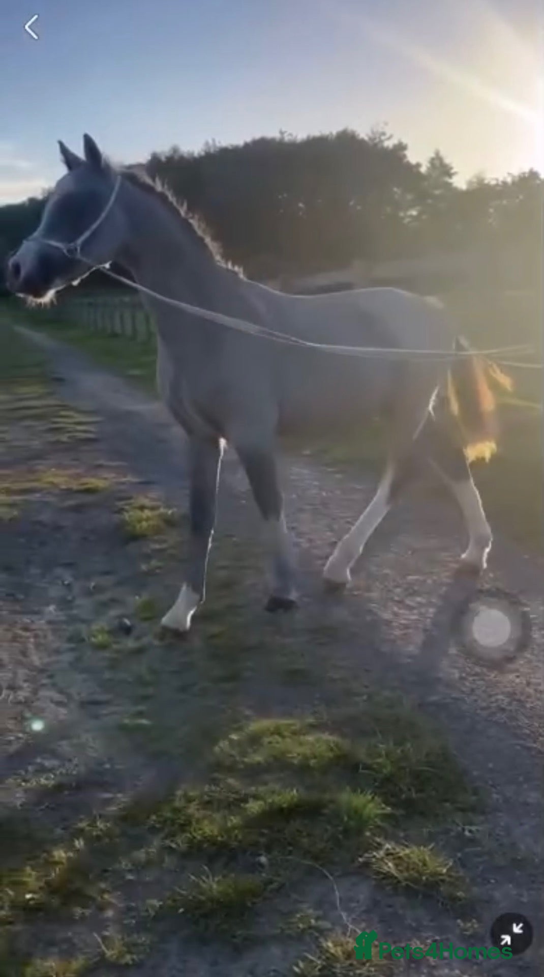 Welsh Section A horses for sale: Olaf- true little gem! - Advert 2
