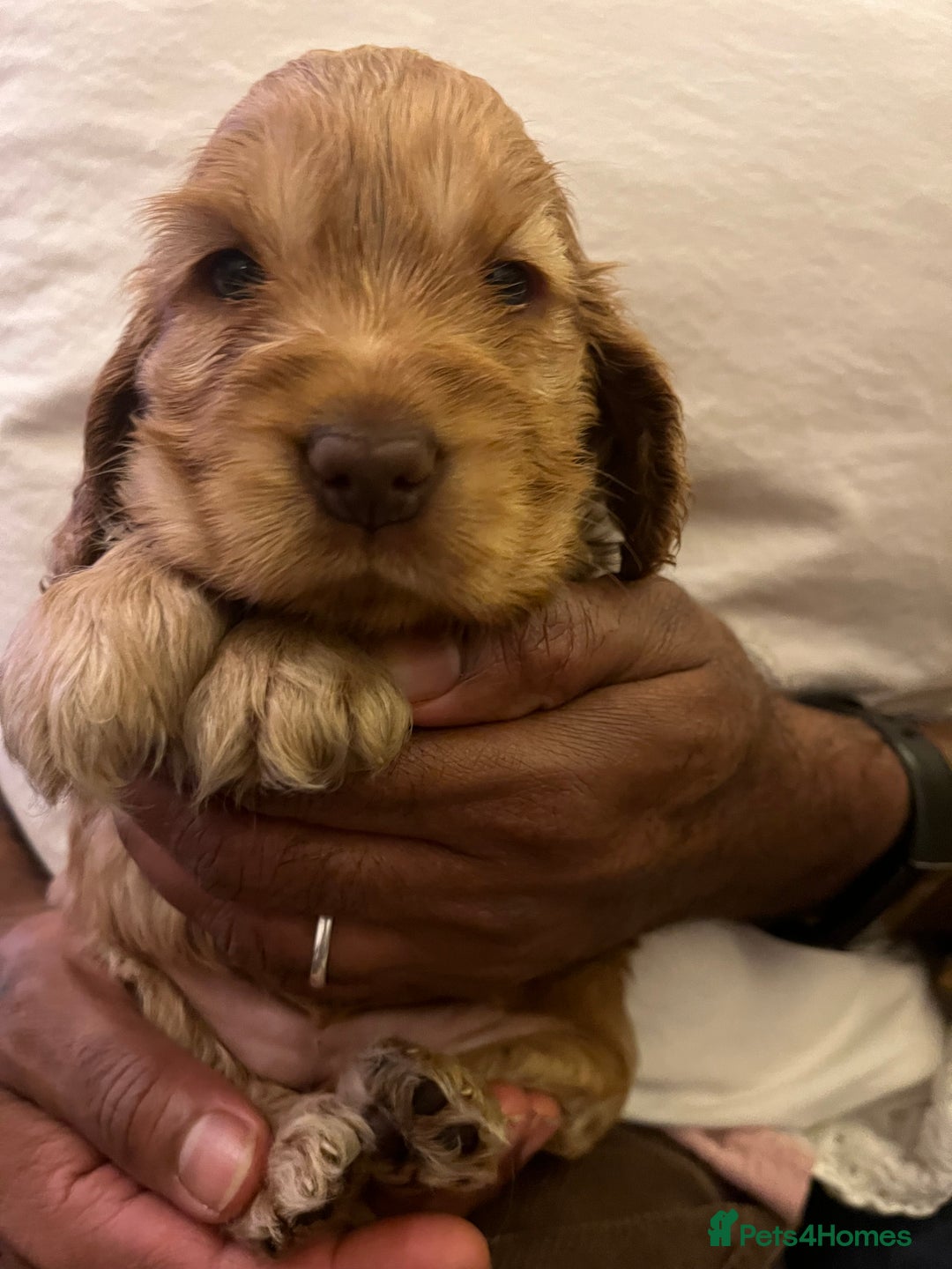 Cocker Spaniel dogs for sale: Adorable show type cocker spaniel pups - Advert 34
