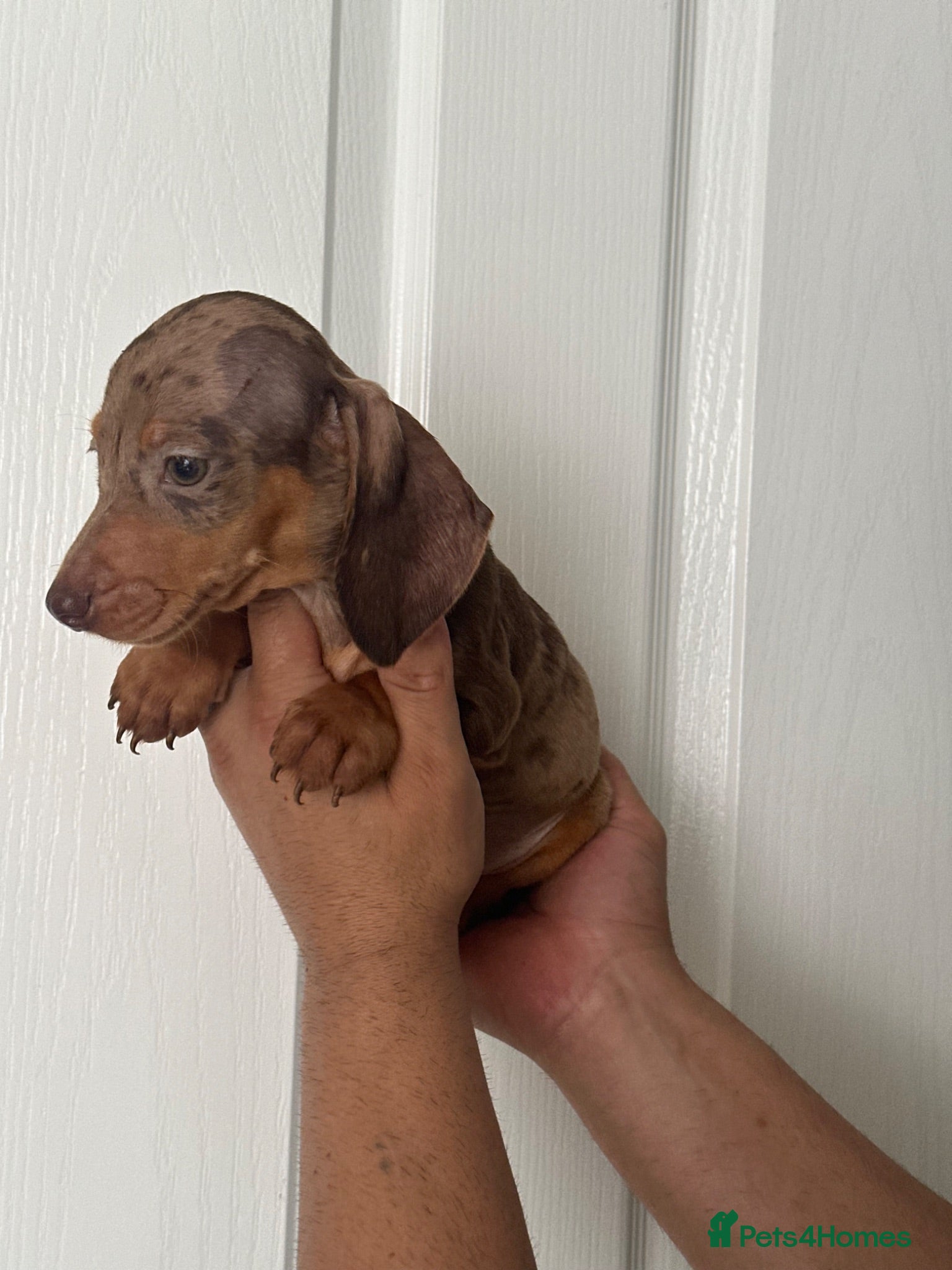 Miniature Dachshund dogs Miniature dachshund  - Advert 13