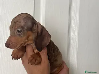 Miniature Dachshund dogs Miniature dachshund - Advert 13