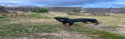 Rottweiler dogs for sale: Rottweiler puppies for show & breeding - Advert 36