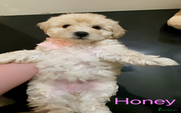 Maltipoo dogs for sale: Beautiful Maltipoo girls looking for lovely home  - Image 7