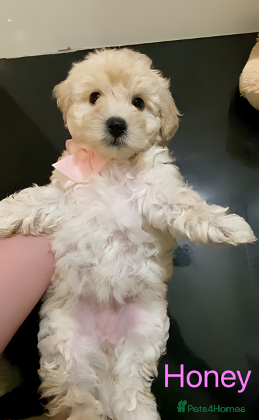 Maltipoo dogs for sale: Beautiful Maltipoo girls looking for lovely home  - Image 7