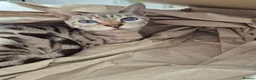 Bengal cats for sale: Beautiful seal lynx spotted bengal - Advert 2