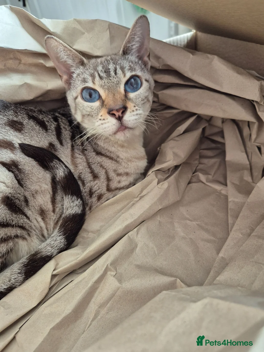 Bengal cats for sale: Beautiful seal lynx spotted bengal - Advert 2