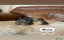 Guinea Pig rodents for sale: Baby guinea pigs girls and boys available - Image 8