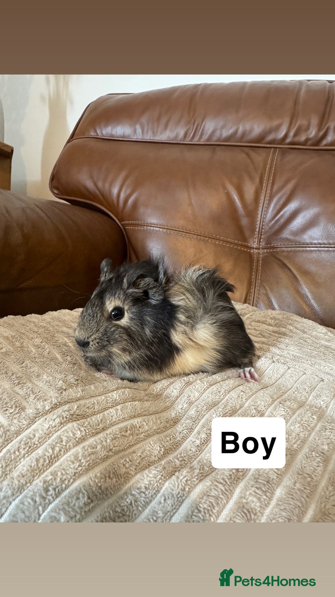 Guinea Pig rodents for sale: Baby guinea pigs girls and boys available - Image 8