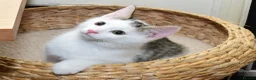 Mixed Breed cats for sale: Beautiful Home-Raised Kittens – Ready at 12 Weeks - Advert 40