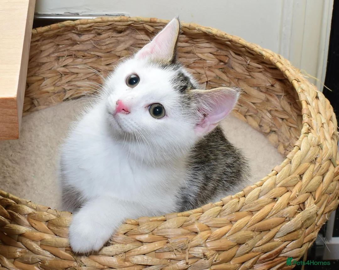 Mixed Breed cats for sale: Beautiful Home-Raised Kittens – Ready at 12 Weeks - Advert 40