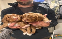 Cocker Spaniel dogs for sale: Top Quality Working Cocker Spaniels - Image 10