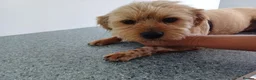 Mixed Breed dogs for adoption: 🐾💛 ARISA – The Little Dog Nobody Stopped For💛🐾 - Advert 33