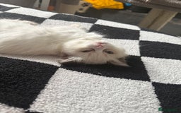 Ragdoll cats for sale: 🩵 Beautiful Ragdoll Kittens Ready at 12 Weeks! 🩵 - Image 32