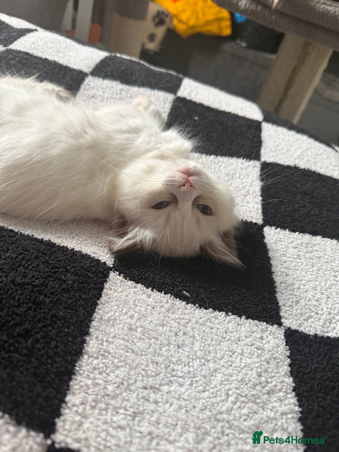 Ragdoll cats for sale: 🩵 Beautiful Ragdoll Kittens Ready at 12 Weeks! 🩵 - Image 32