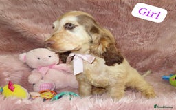 Cocker Spaniel dogs for sale: 🏆BEAUTIFUL COLOURS 🏆 SHOW TYPE COCKER SPANIELS - Image 9