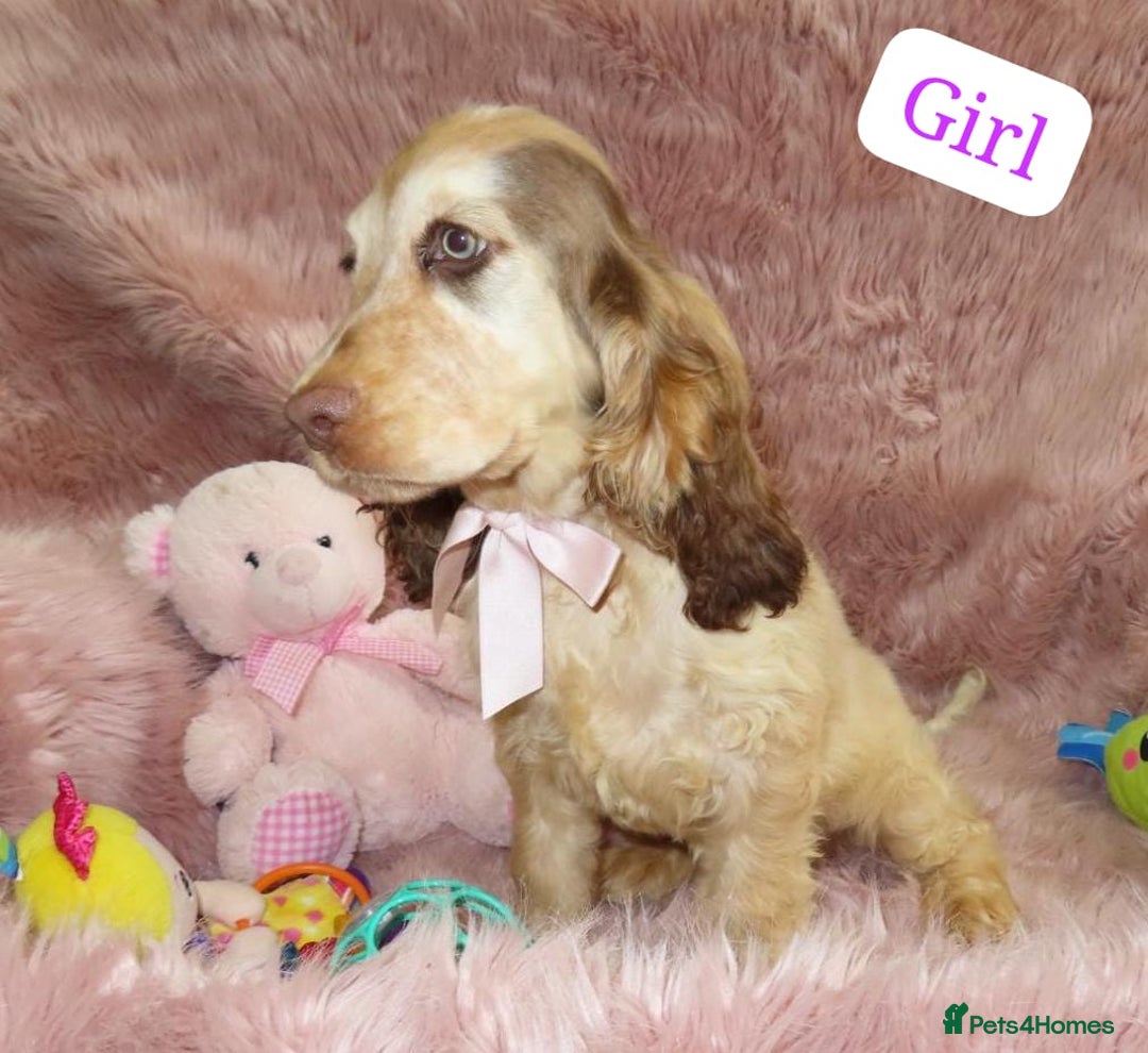 Cocker Spaniel dogs for sale: 🏆BEAUTIFUL COLOURS 🏆 SHOW TYPE COCKER SPANIELS - Image 9