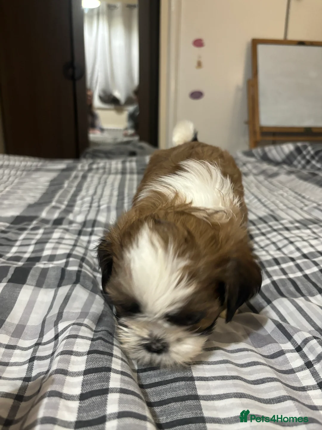 Shih Tzu dogs for sale: Shih Tzu puppies - Advert 22