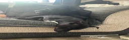 Cane Corso dogs for sale: 3 year old cane corso in Bristol - Advert 4
