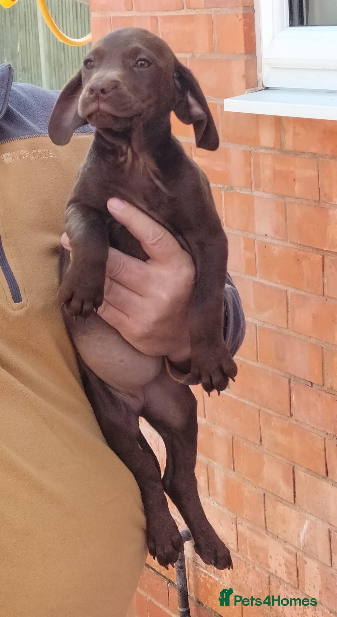 Sprocker dogs Sprocker pups. Beautiful pups ready NOW - Advert 2
