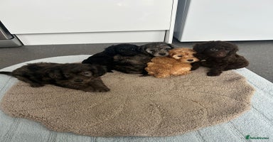 Cockapoo dogs Beautiful coloured cockapoo pups one left !! - Advert 9