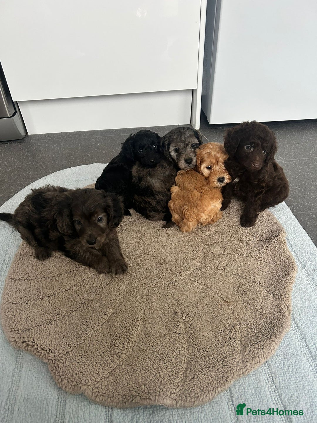 Cockapoo dogs for sale: Beautiful coloured cockapoo pups - Image 1