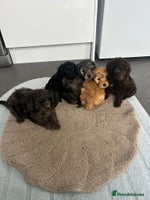Cockapoo dogs Beautiful coloured cockapoo pups one left !! - Advert 9