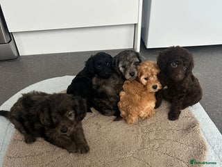 Cockapoo dogs for sale - Advert 1