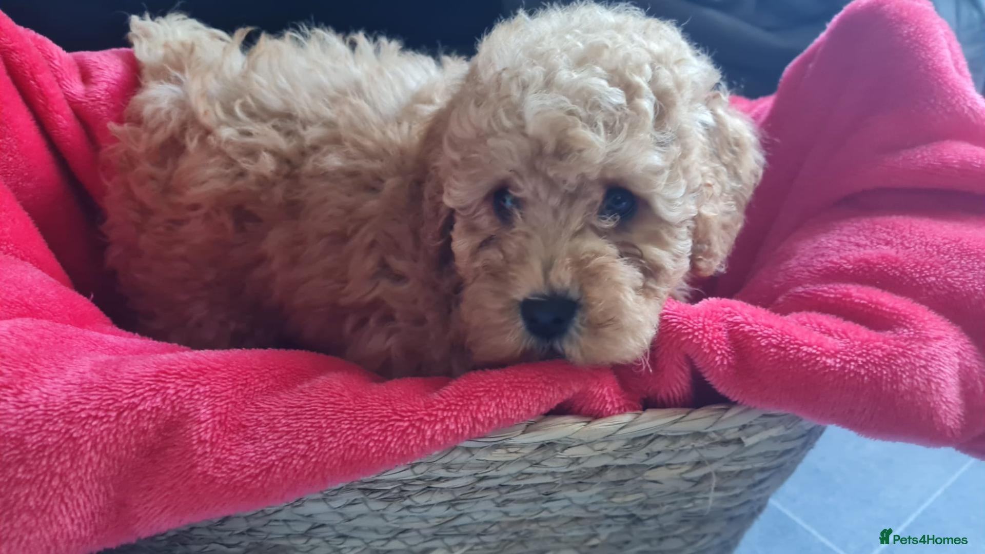 Cockapoo dogs 4 Adorable f1b cockerpoo pups 🐶  - Advert 2