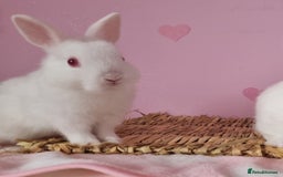 Netherland Dwarf rabbits for sale: Netherlands dwarf bunnies  - Image 6
