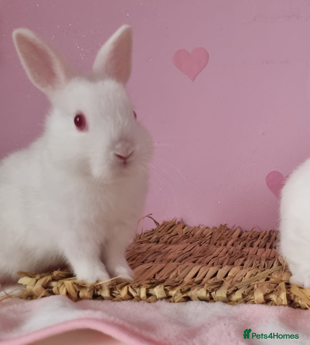 Netherland Dwarf rabbits for sale: Netherlands dwarf bunnies  - Image 6