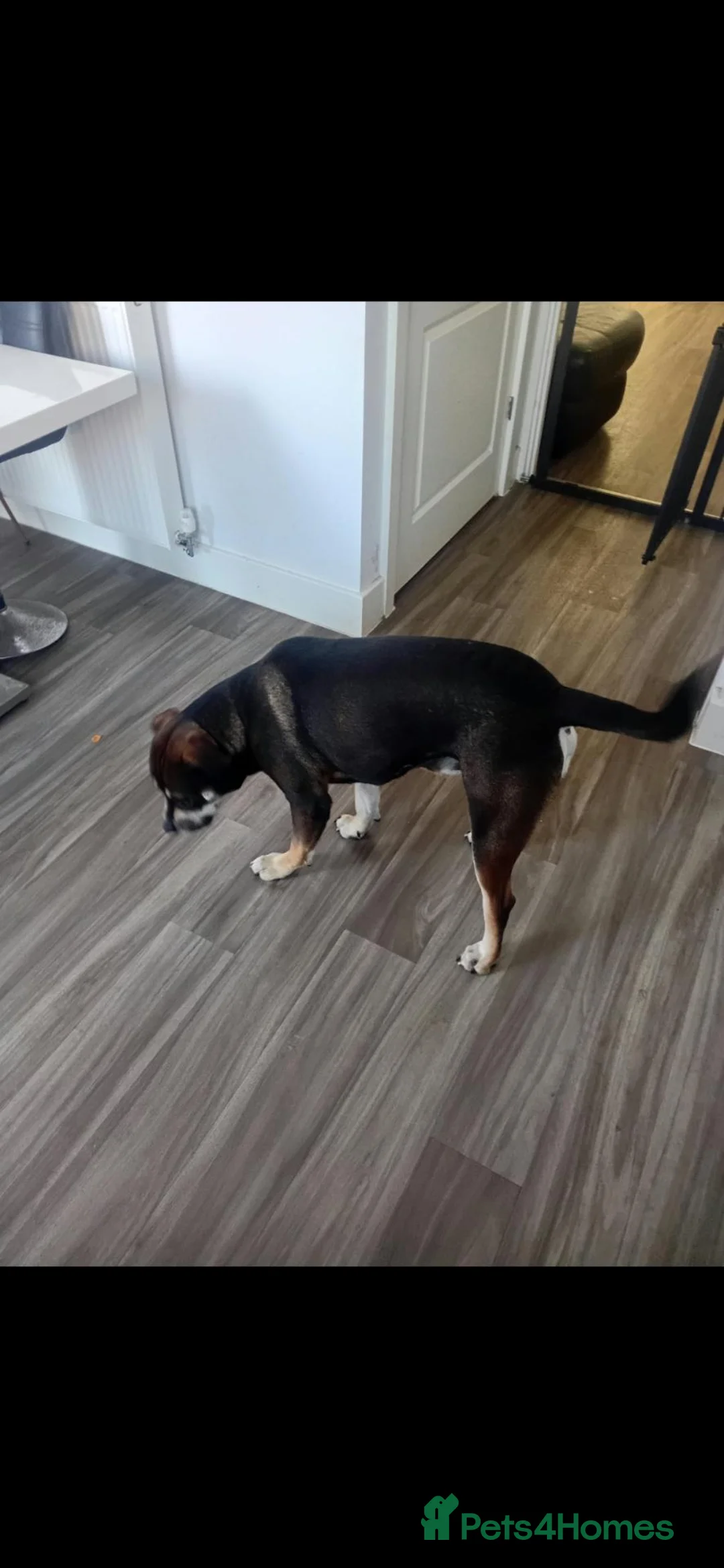 Mixed Breed dogs for sale: American bulldog cross in Rotherham - Advert 2