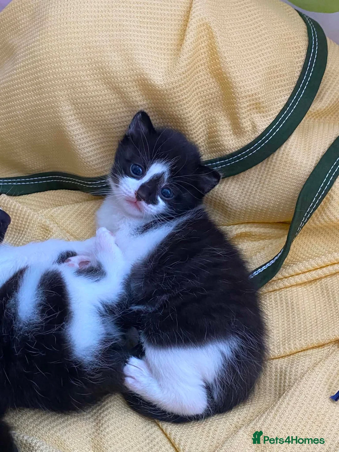 Domestic Shorthair cats for sale: Adorable kittens looking for their forever homes! in London - Advert 6