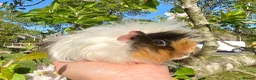 Guinea Pig rodents for sale: Guinea Pig Looking for their forever homes  - Advert 7