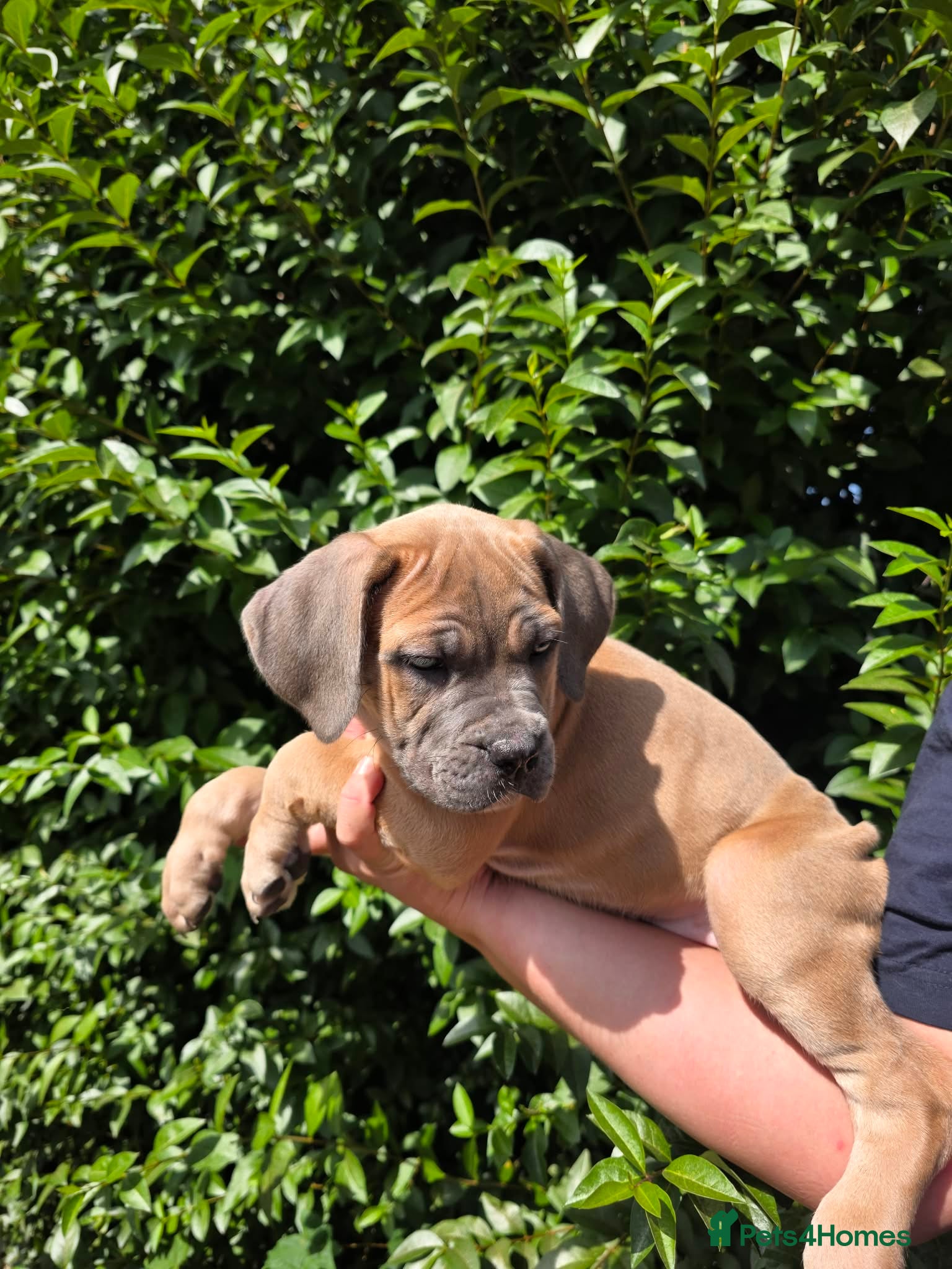 Cane Corso dogs Now ready to leave!🥰 - Advert 2