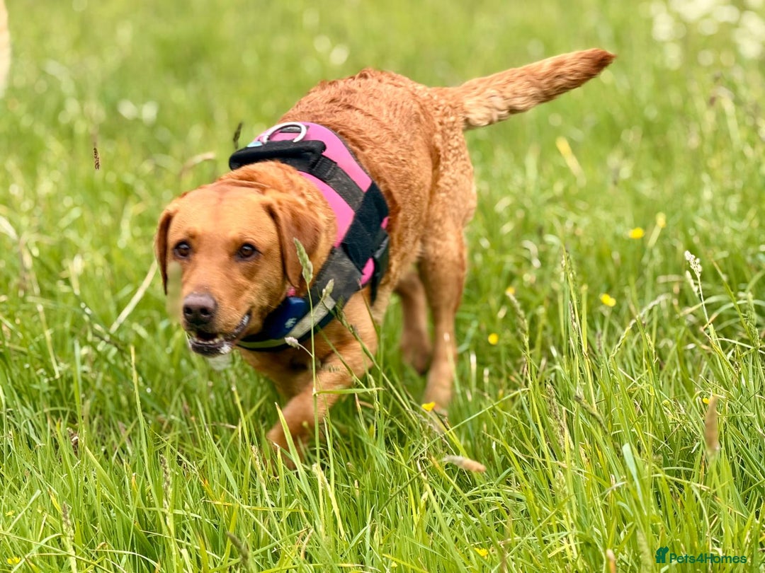 Labrador Retriever dogs for sale: KC Fox Red,Black,Yellow Labrador FTCH in lineage - Advert 8