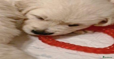 Golden Retriever dogs - Advert 1