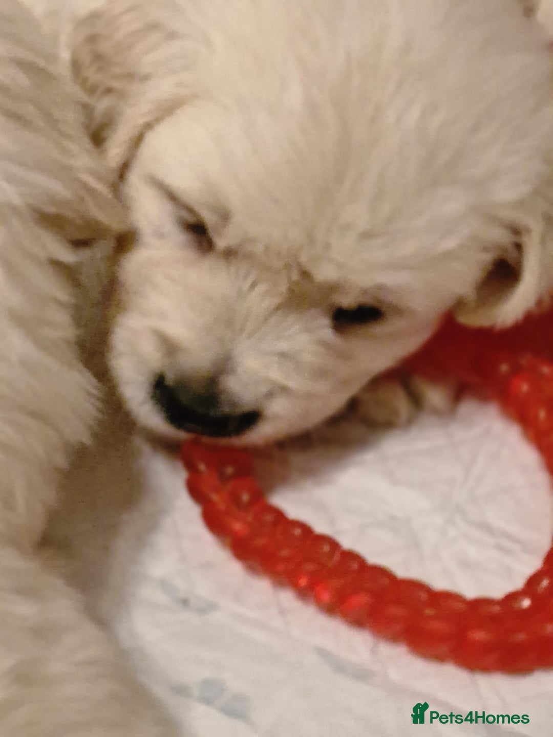 Golden Retriever dogs for sale: Golden retriever puppies  - Image 3