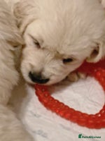 Golden Retriever dogs - Advert 3