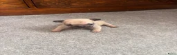 French Bulldog dogs for sale: 1 female French bull dog “little missy” - Advert 6
