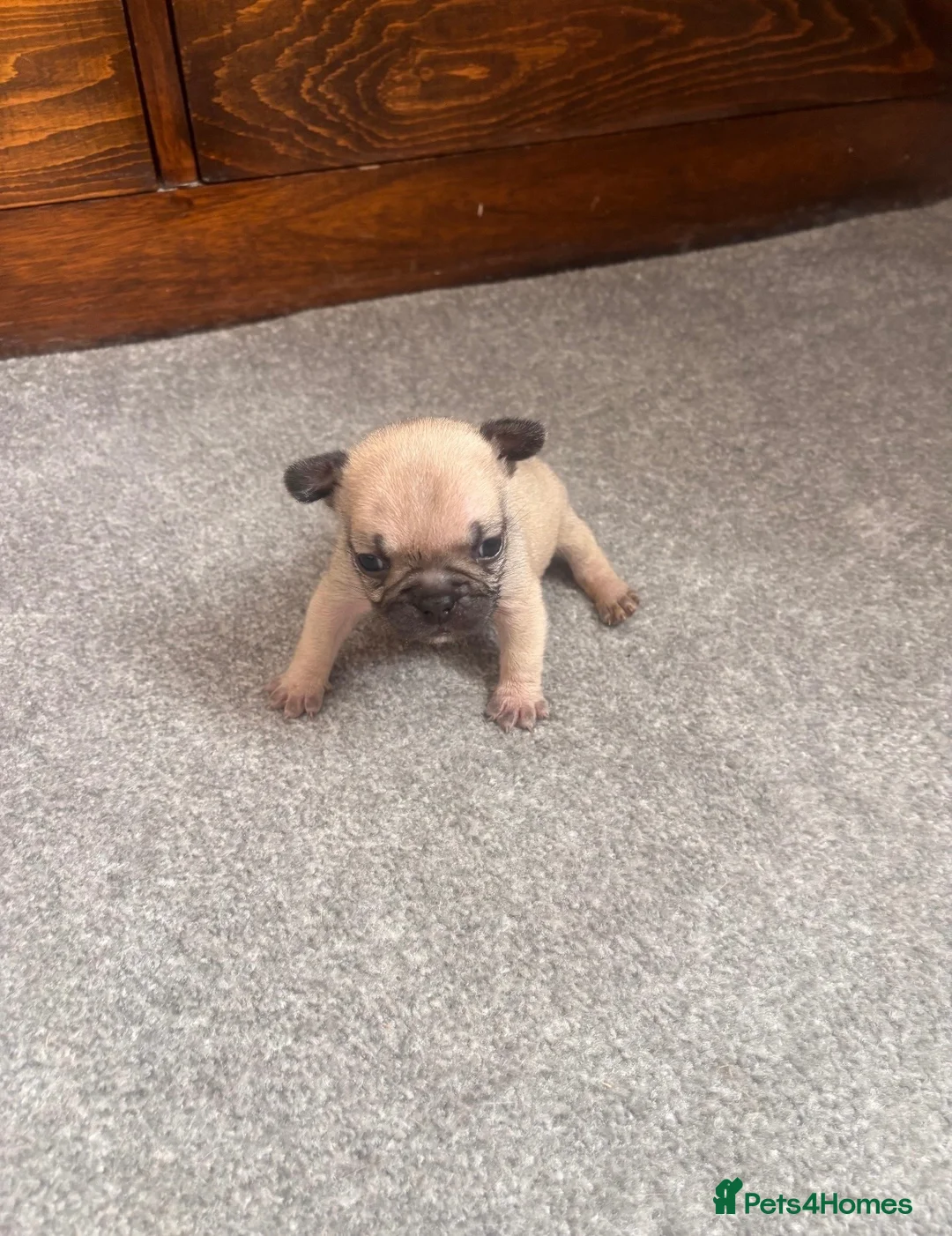 French Bulldog dogs for sale: 1 female French bull dog “little missy” - Advert 6