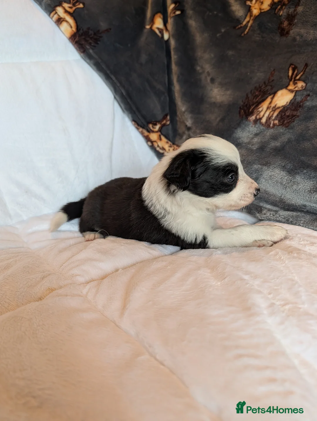 Border Collie dogs for sale: Traditional border collie puppies - Advert 5