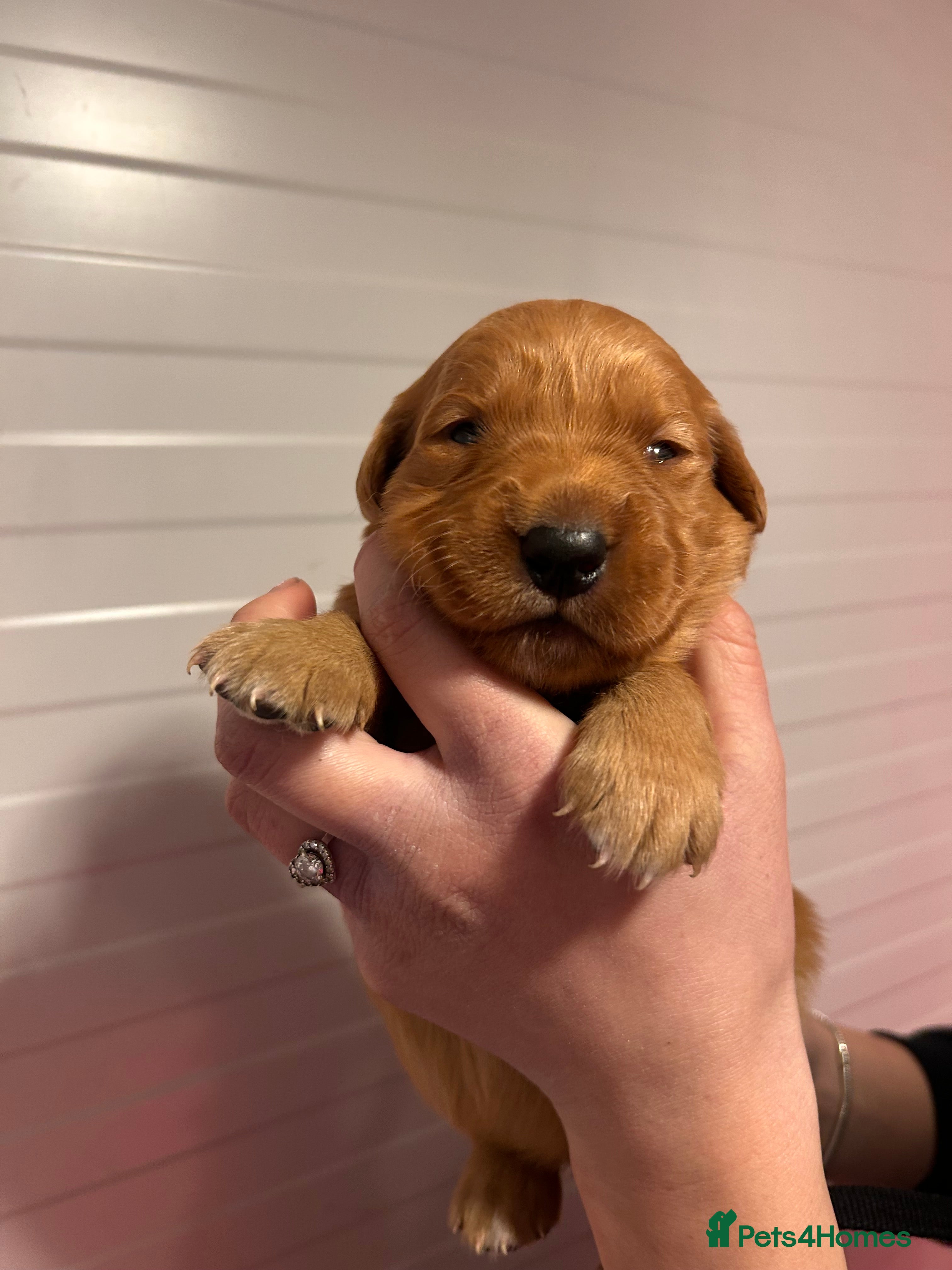 Golden Retriever dogs Dark Red Working Golden Retriever puppies  - Advert 7