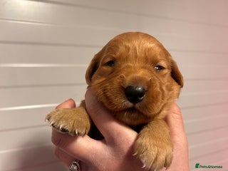 Golden Retriever dogs Dark Red Working Golden Retriever puppies - Advert 6
